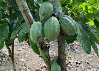 WhatsApp_Bild_2025-11-04_um_21.28.07_a4bbae1d_original