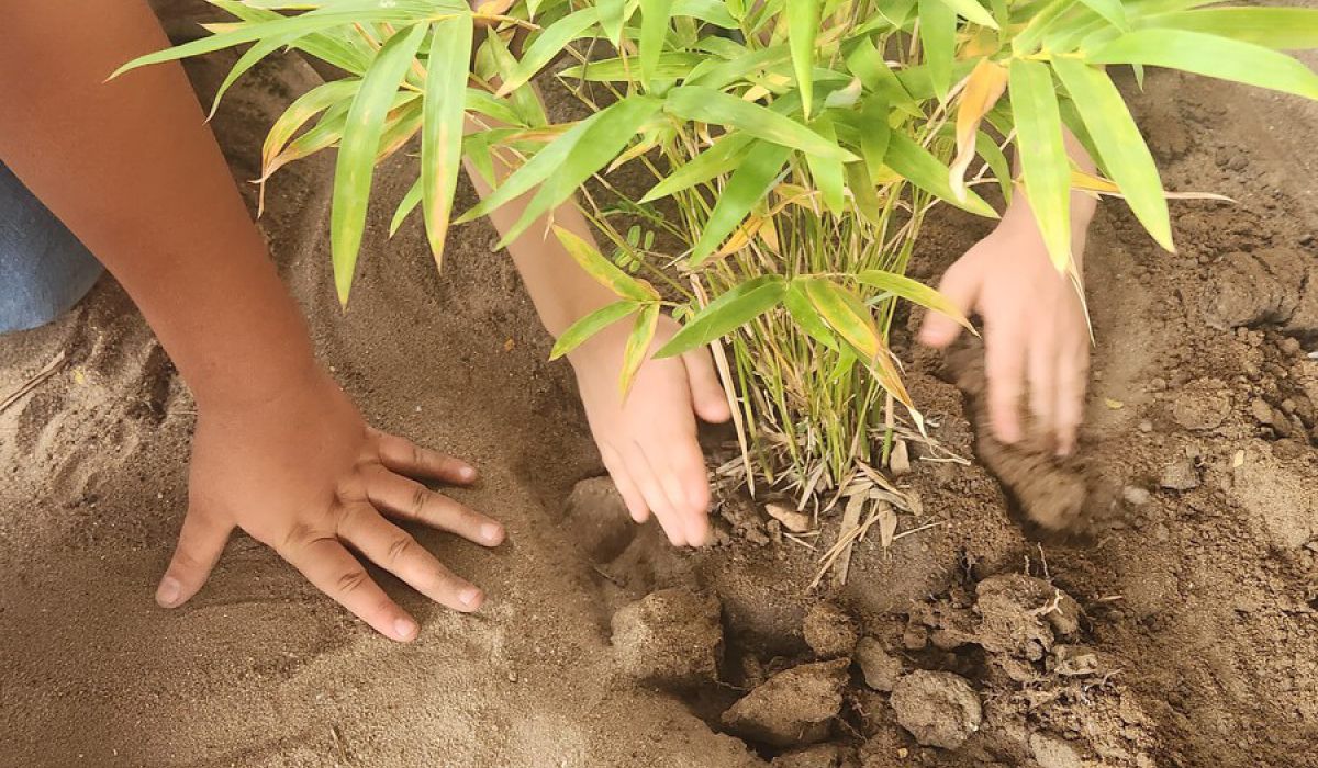 Bambuspflanzaktion – ermöglicht durch den Schul-Förderverein